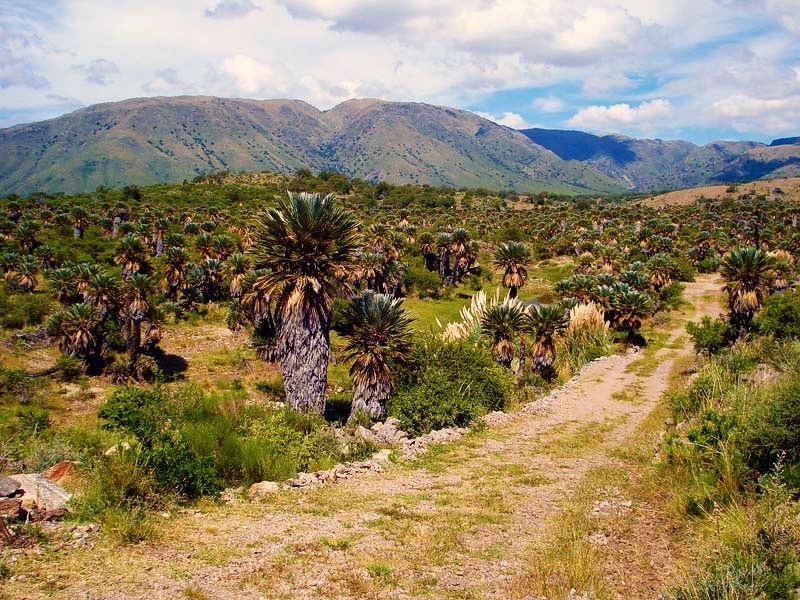 Campo de 10 hectáreas · fotografía 3