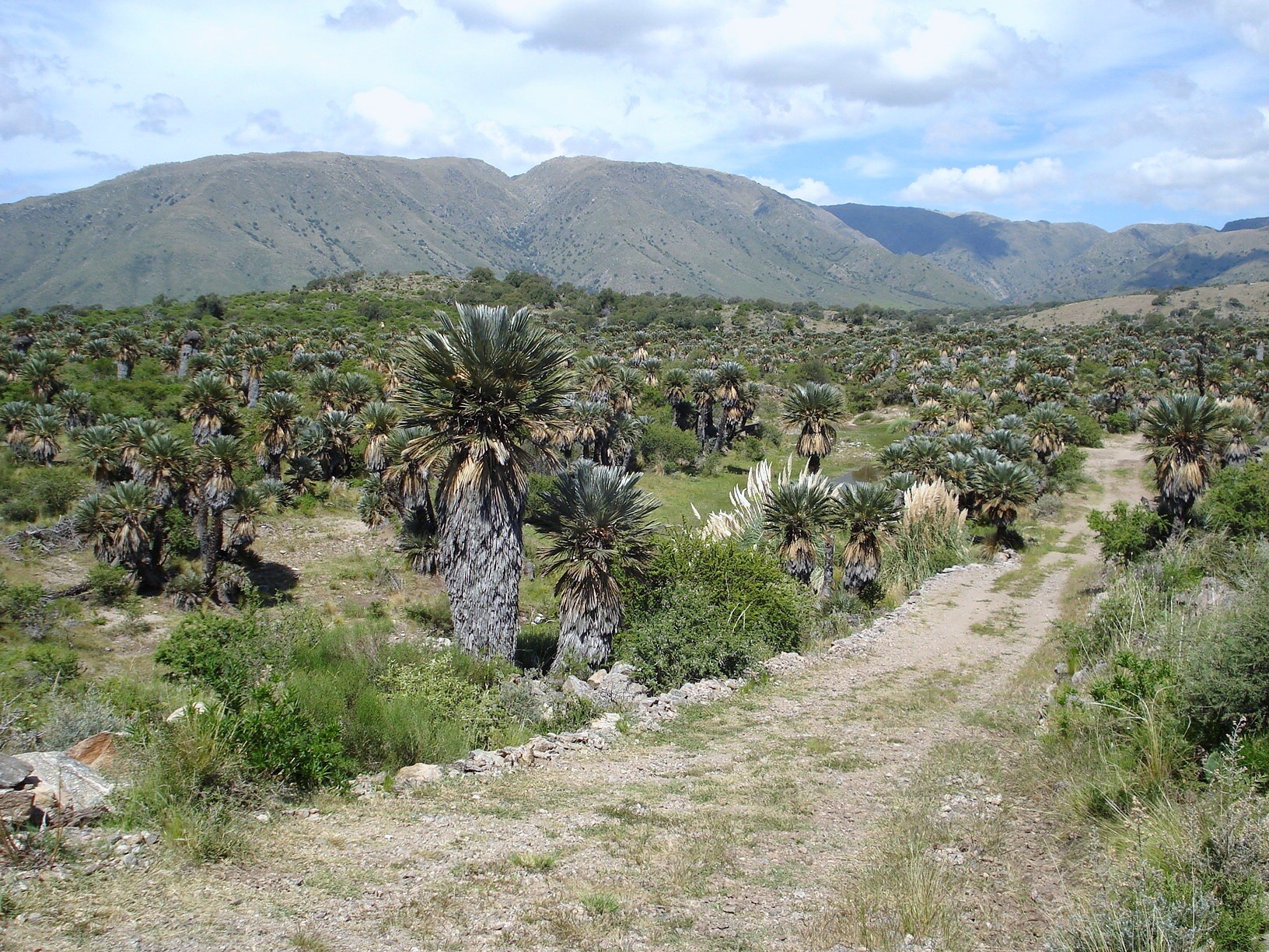 El Rincón y sus palmares · fotografía 2