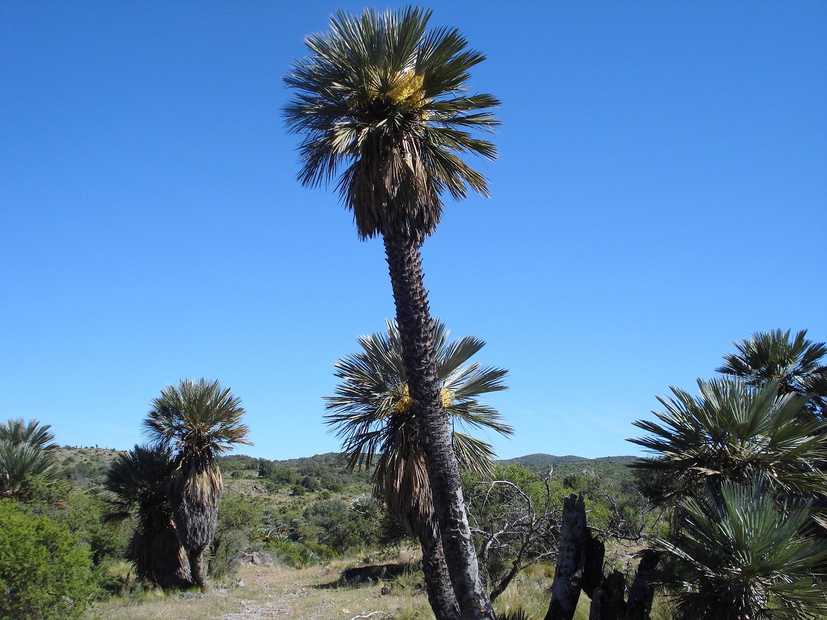El Rincón y sus palmares · fotografía 8