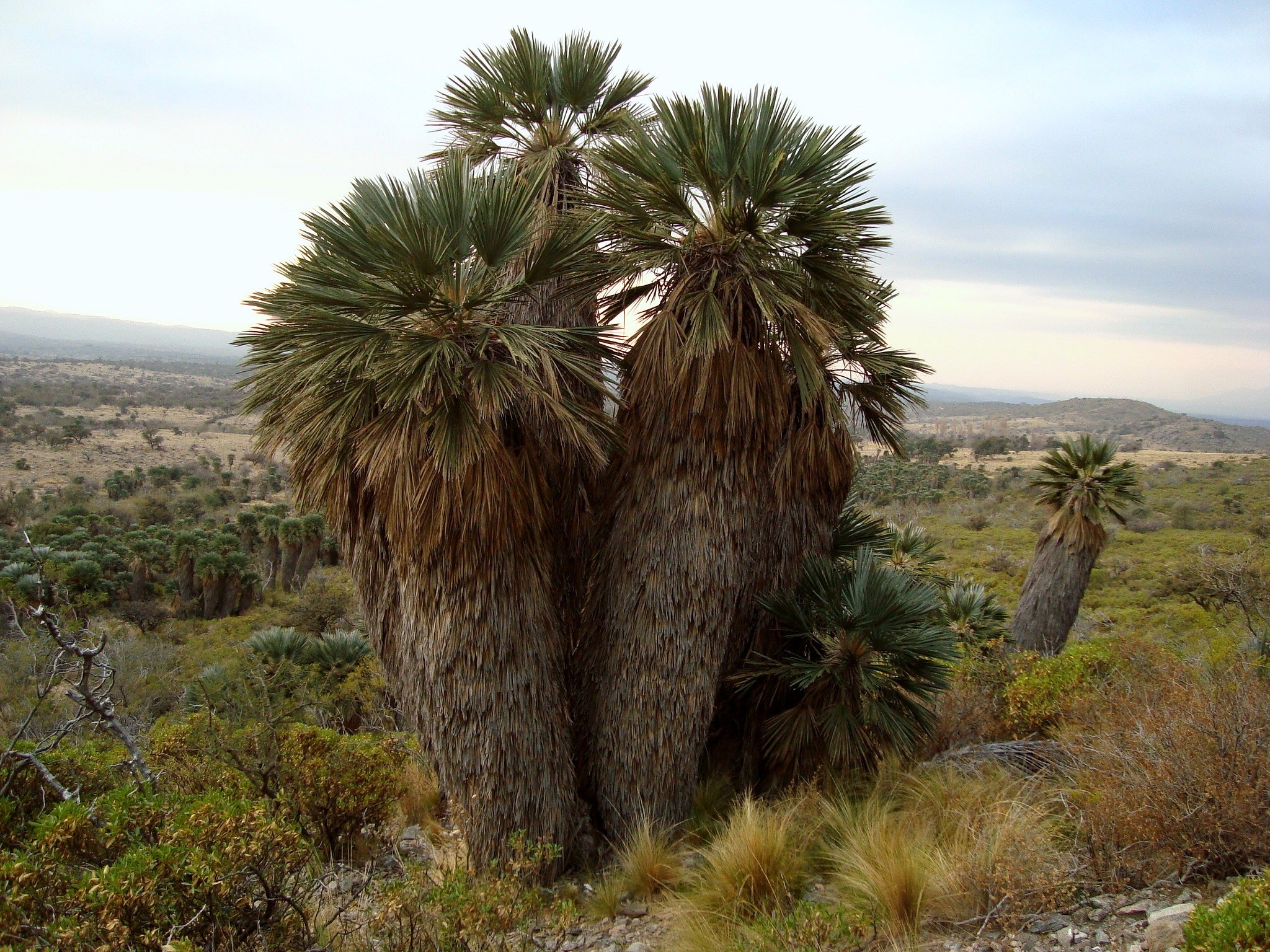 El Rincón y sus palmares · fotografía 9