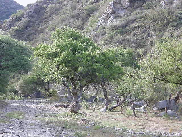 Quebrada De Lopez Renovada · 11