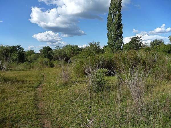 Dos terrenos de 1.000 m² · fotografía 7